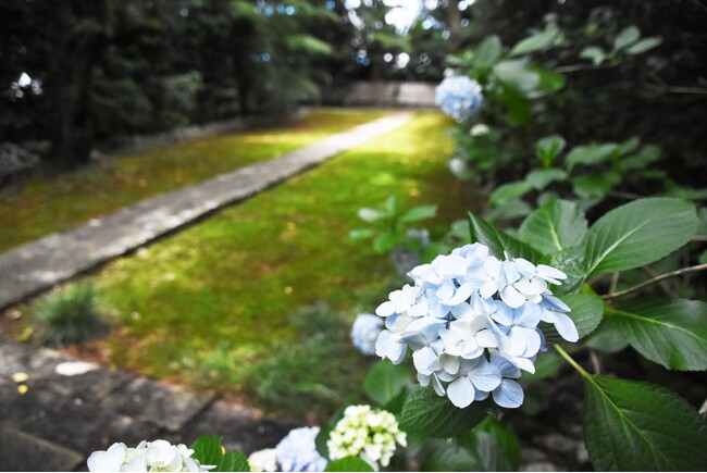 癒しの苔と紫陽花が彩る医王寺