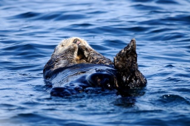 同性婚 ラッコは同性同士で暮らすが争いがない理由 ニコニコニュース