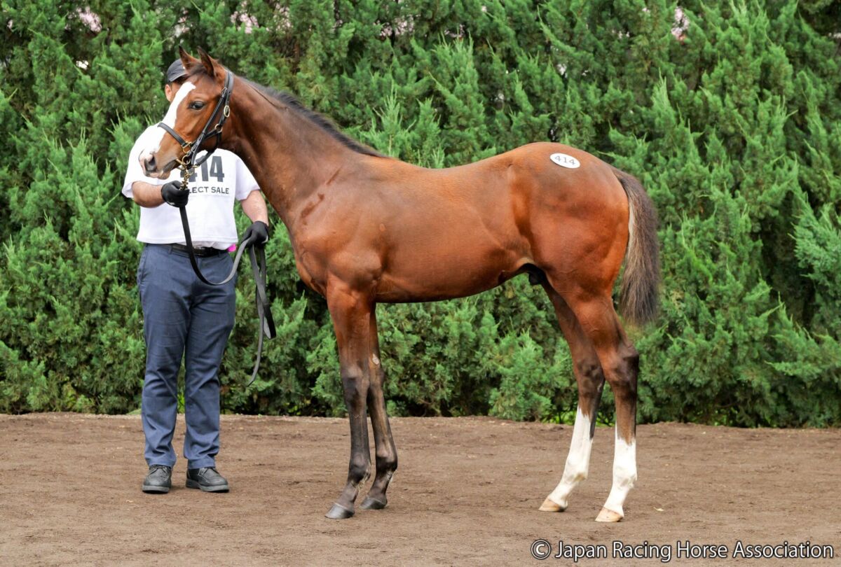 セレクトセール2026】北米G1馬の半弟が1億7000万円…ダノックスが
