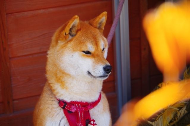 普通に飼えるのになぜ 柴犬は 天然記念物 である理由とは ニコニコニュース