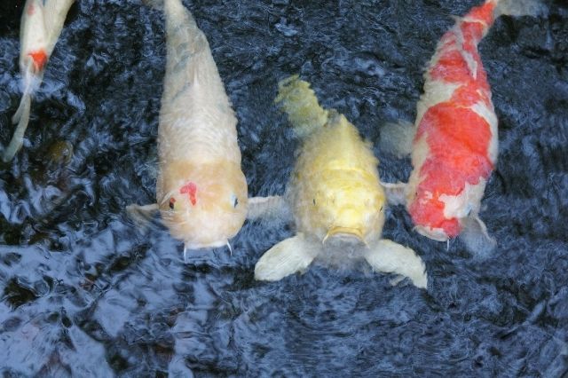 空気の調節が必要 鯉は げっぷ しないと生活できないってほんと ニコニコニュース