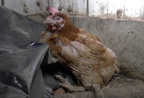 これは酷い 養鶏所の 鶏 があまりに劣悪な環境で飼育されていると話題に ニコニコニュース