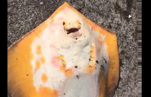 マジかよ エイが オオオオ エイ と鳴く衝撃的な動画が話題に ニコニコニュース