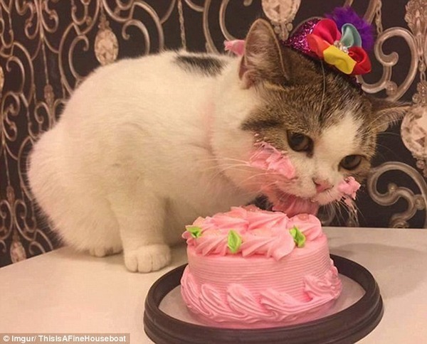 あざとすぎ 誕生日ケーキをバクバク食う猫があまりにかわいいと話題に ニコニコニュース
