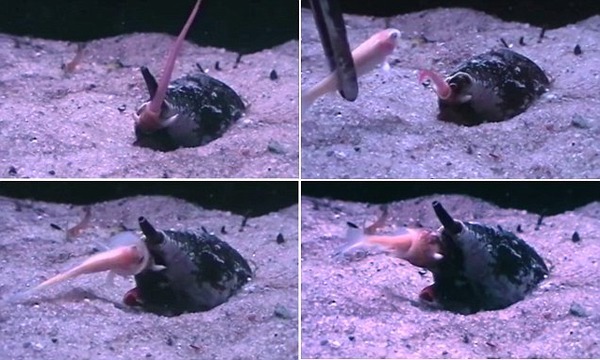 ゾッとする 地球上で最も恐ろしい 殺人貝 イモガイの捕食シーンが撮影される ニコニコニュース