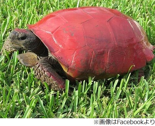 相次ぐ カメの甲羅にペイント に強い警告 ニコニコニュース