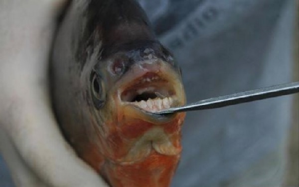 ヒトのような歯」を持つ魚が米ミシガン州の湖で捕獲される