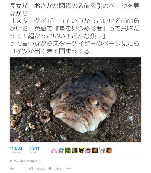 スターゲイザーっていうかっこいい名前の魚がいる お魚図鑑の写真に衝撃 Twitter で話題に ニコニコニュース