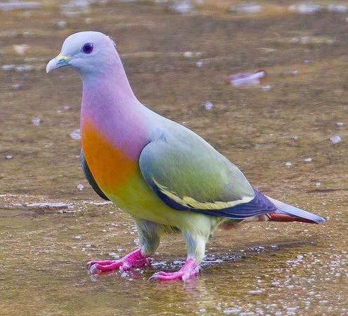無敵状態かよ 海外の ハト があまりにも鮮やか過ぎると話題に ニコニコニュース