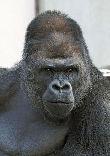 イケメン男子に飽きた女性たちへ イケメンゴリラ のススメ 画像あり ニコニコニュース