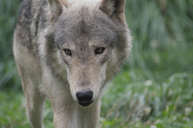 天王寺動物園のオオカミ 犬疑惑が浮上 ニコニコニュース