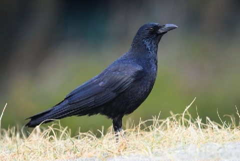 青色っぽい羽がキレイ カラスを餌付け 押し寄せる大群 法的に問題ない ニコニコニュース