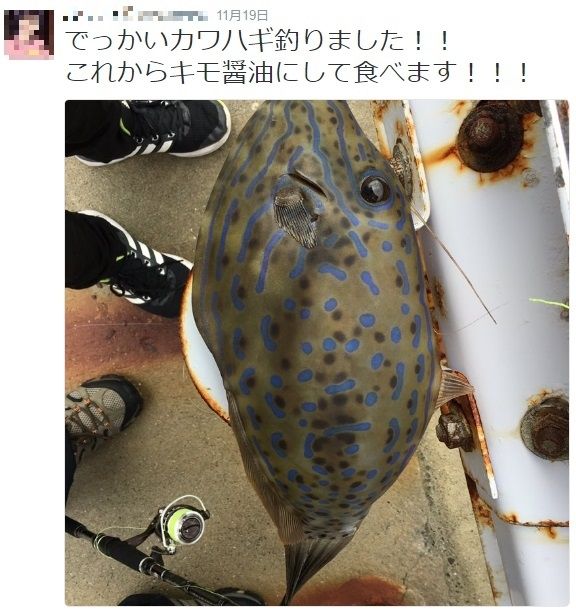 ピピピって音なかったら即死 猛毒魚を キモ醤油にして食べます の釣り人 Twitterの助言で命拾い ニコニコニュース