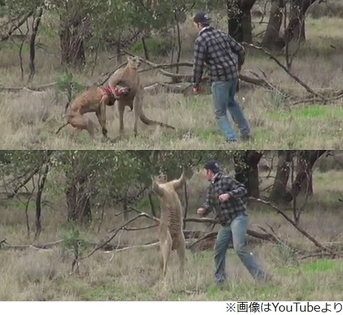 犬救うためカンガルーにパンチ ニコニコニュース