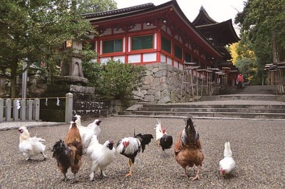 酉年にぴったり ニワトリ40羽が出迎える神社で参拝 ニコニコニュース