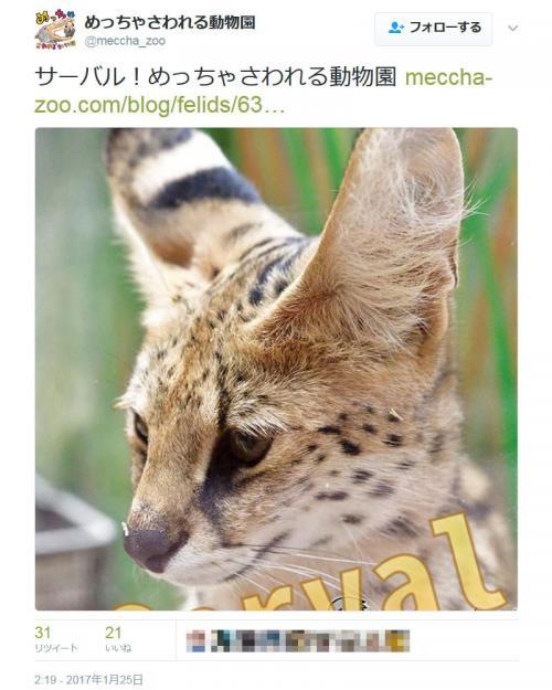 サーバルちゃんやハシビロコウちゃんが ピエリ守山が けものフレンズ のジャパリパークだったと話題に ニコニコニュース