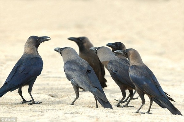 東京終了 東京ヤバイ カラスが大量死 不吉な自然現象の前触れか 巨大地震 ニコニコニュース