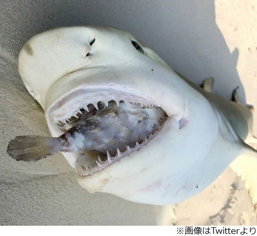フグの 最後の抵抗 食いついたサメ窒息死 ニコニコニュース