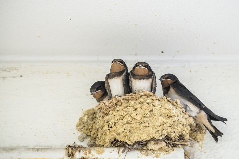 ツバメの巣を見つけた場合 どうすれば 相模原で駅職員が巣を破壊 ヒナ落下死 ニコニコニュース