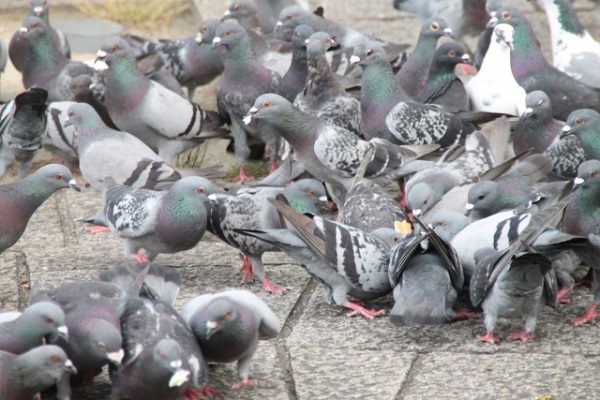 ハトが嫌い 怖い に共感多数 首の動きが本当に嫌 どこに動くか分からない不気味さ ニコニコニュース