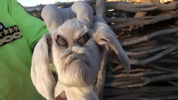 悪魔の顔 アルゼンチンで誕生した悪魔の顔を持つヤギがリアルすぎると話題になる ニコニコニュース