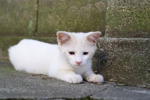 猫を 虐待 するのは犯罪です 千葉の駐車場に猫の死骸 やまない悲劇 ニコニコニュース