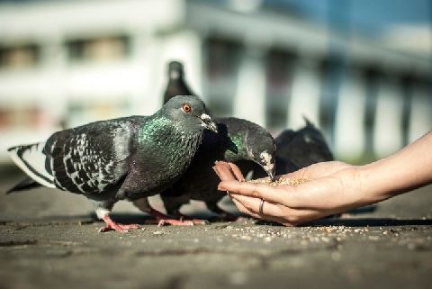 鳩の餌やり 愛好家がパンくず撒いて フンだらけ やめさせられないの ニコニコニュース