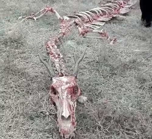 “竜の白骨死体”発見される | ニコニコニュース