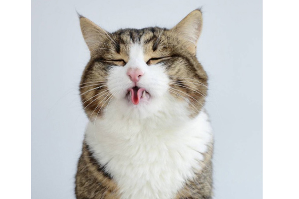 足の障害なんて気にしない お茶目な舌出し猫のニャンスタグラムが大人気 ニコニコニュース