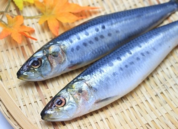 魚を塩茹でして食べるのは石川県ならでは 他県民はほとんどしない ニコニコニュース