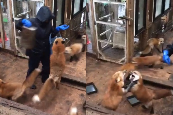 ごはんの時間だー 飼育員に大騒ぎするキツネたちのテンションが高い ニコニコニュース