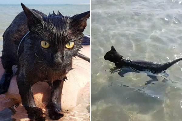 華麗な 猫かき でオーストラリアの海を泳ぎまくる黒猫 ニコニコニュース