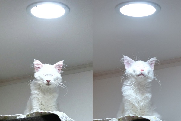 神々しい カリン様にそっくりな悟り顔の猫に7万いいね ニコニコニュース