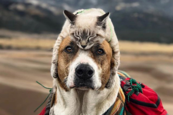 離さないニャー ワンコの頭に乗っちゃうほどの仲良し犬猫の旅写真に3000いいね ニコニコニュース