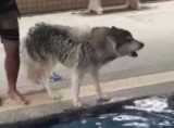 怖くてプールに入れないハスキー犬が可愛い 笑 ニコニコニュース