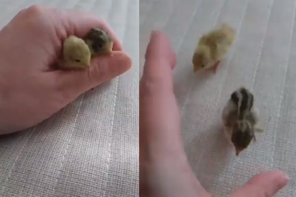 待って 飼い主の手を追うウズラのヒナの動画に胸キュン ニコニコニュース