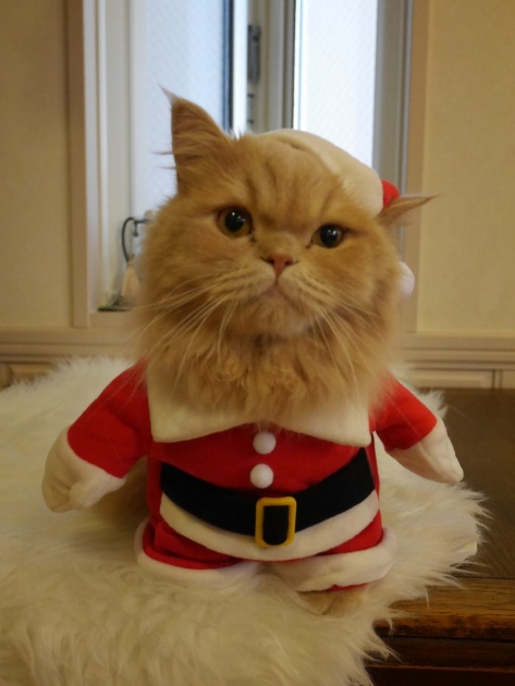 猫が歌うクリスマスソング にゃングルベル 公開 15匹の猫の鳴き声でジングルベル 動画 ニコニコニュース