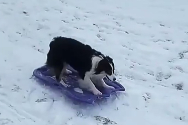 賢い シェパード犬が自分で運んだソリに乗って遊ぶ動画がsnsで話題 ニコニコニュース