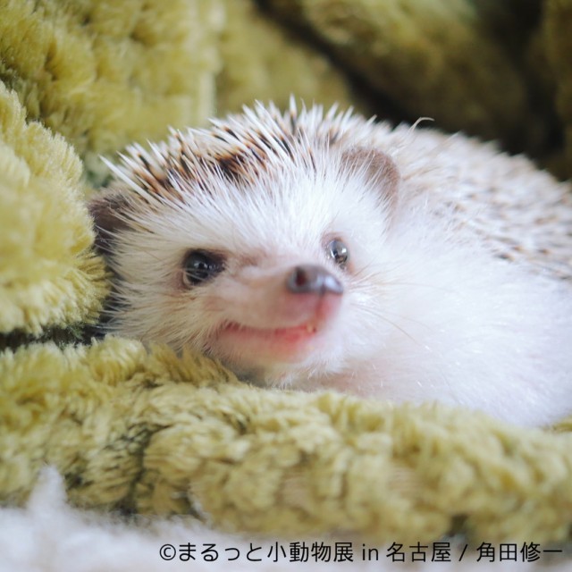 まるっと小動物展 かわいいハリネズミ ハムスターたちに癒やされる 初の名古屋巡回 ニコニコニュース