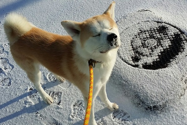 リーダー 素人は黙っとれフェイス が得意な秋田犬の表情がかわいい ニコニコニュース