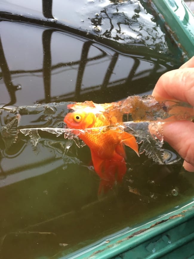 氷漬けになった 金魚 が死なずに生存 Sns上に 生命力すごい と驚きの声 金魚博士に聞く ニコニコニュース