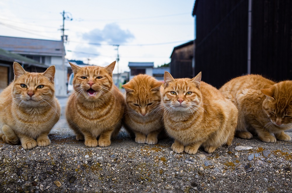 小さな島にニャンコ150匹 瀬戸内海の ねこ島 から 現地ねこ様の生活風景をお届け 猫の日 ニコニコニュース