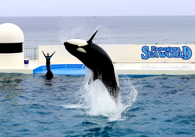 鴨川シーワールド 閉館後に開催されるシャチのスペシャルパフォーマンスや夕食は 自分へのご褒美にステーキコース大水槽前 ニコニコニュース