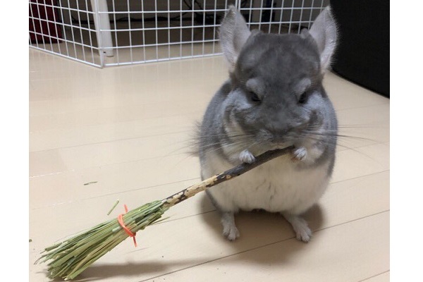 イメージしたのは魔女のキキ 飼い主が作った ほうき を持つチンチラが可愛い ニコニコニュース