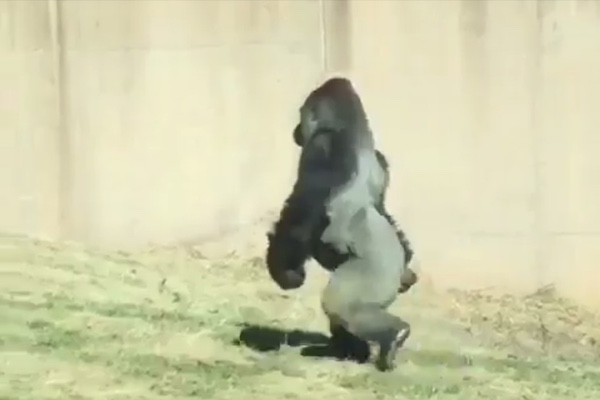 2本足で軽やかに歩くゴリラの珍しい映像が公開 ニコニコニュース