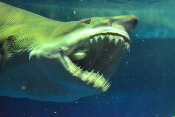 海で会ったら超ヤバイ しながわ水族館に集結した危険生物たち ニコニコニュース