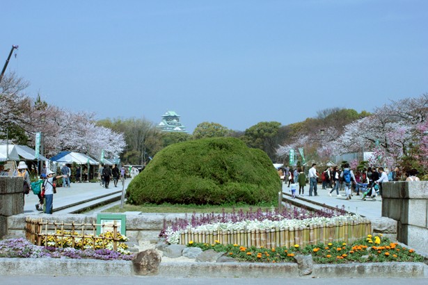 満開近し 大阪城公園の桜をリアルレポ ニコニコニュース