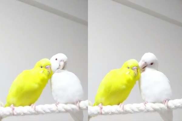 実はお互いカキカキ待ち ぴたっと頬を寄せ合うインコがめっちゃ可愛い ニコニコニュース