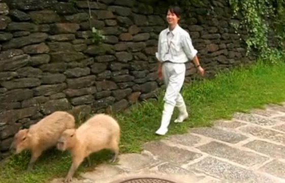 大変だ 動物園のカピバラが脱走 緊急事態かと思いきや どう見ても お散歩 にしか見えない件 もうこれ放牧じゃん ニコニコニュース