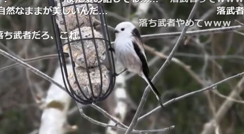 北海道に生息する雪の妖精 シマエナガのかわいい横顔が 落武者っぽい と話題に 落武者にしか見えなくなってきた ニコニコニュース